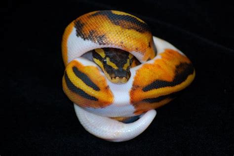 Image result for Pumpkin Pie Ball Python
