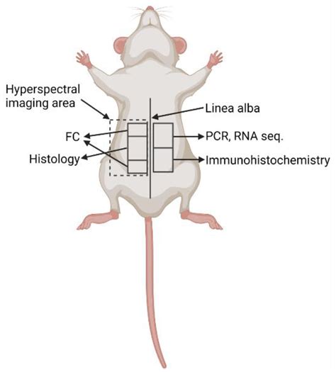 Peritoneal Cavity In Mice
