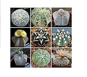 FLORAL TREASURE Astrophytum Mix, Cactus Seed, Succulents 10 FRESH SEEDS ...