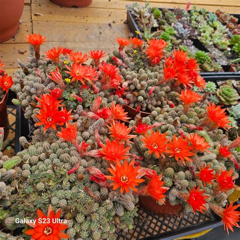 Echinopsis chamaecereus Peanut Cactus - AceMegaSucculents