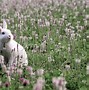 Image result for Animals Holding Flowers