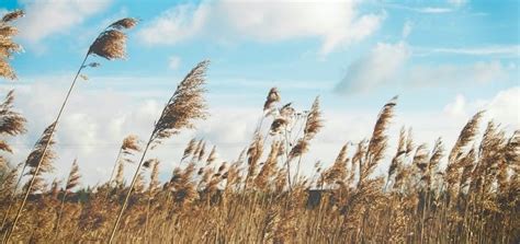 Constant Wind Sound Effect 的图像结果