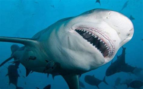 锤头鲨vs大白鲨,锤头鲨vs巨齿鲨 - 伤感说说吧