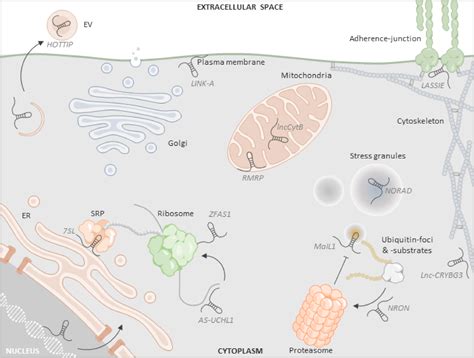 Image result for Non-Coding RNA Function