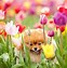 Image result for Spring Dog Wallpaper Backgrounds
