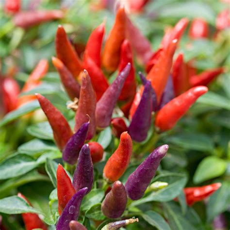 Ornamental Pepper Plant Chili