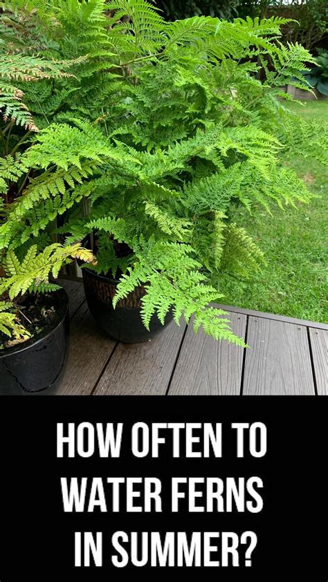How often to water ferns calculator – Artofit
