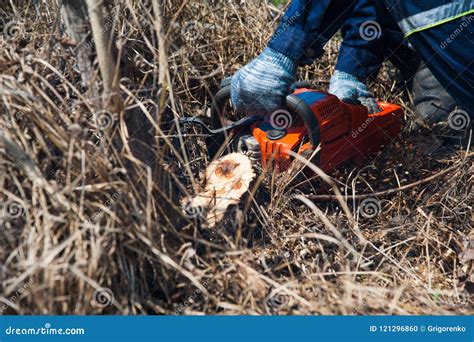 Image result for Felling a Large Tree