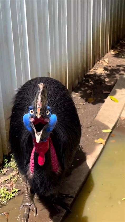 Cassowary Attack Humans Australia's Fearsome "Modern Day" Dinosaur
