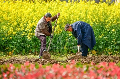 春来桃花满枝头,田园田野,自然风景,摄影素材,汇图网www.huitu.com