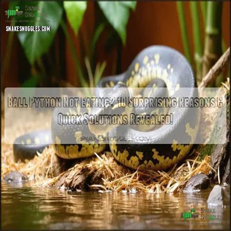 Image result for Ball Python Eating