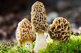 20 Facts About Fungi - OhMyFacts