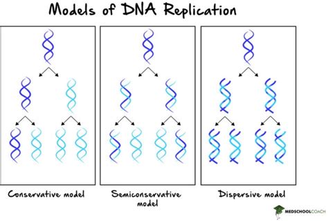 Semi Conservative DNA Replication Model Project 的图像结果