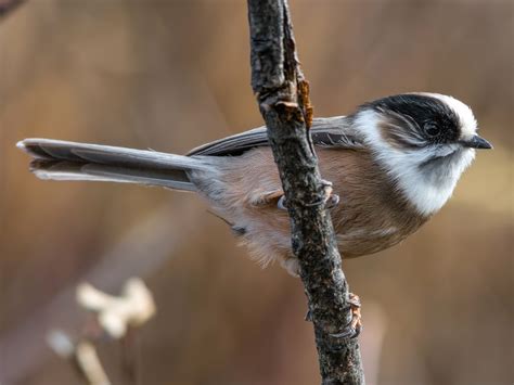 White-throated Tit (White-throated Bushtit) - eBird