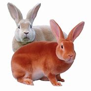 Image result for Rabbit Care Kit