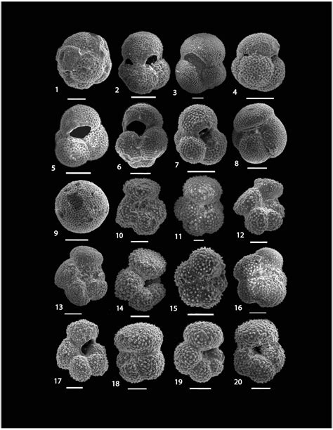 Planktonic Foraminifera of the Middle and Upper Eocene Successions at ...