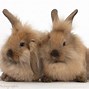 Image result for Grey Mini Lop Bunny