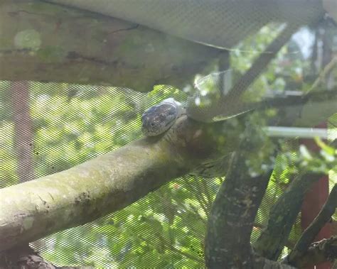 Image result for Olive Python Pillberra