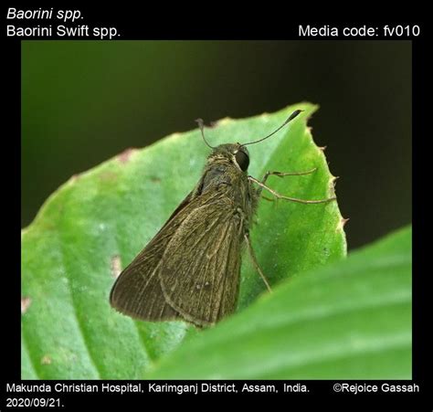 Baorini-spp | Butterfly