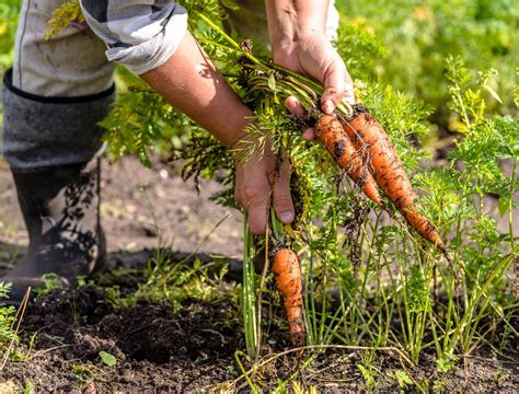 7 Tips For Harvesting Carrots From Your Garden