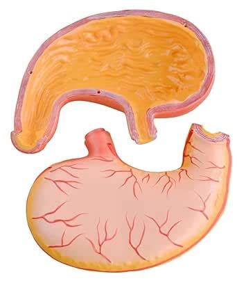 Stomach Model Life Size Dissectible Into 2 Parts | Great Anatomical ...