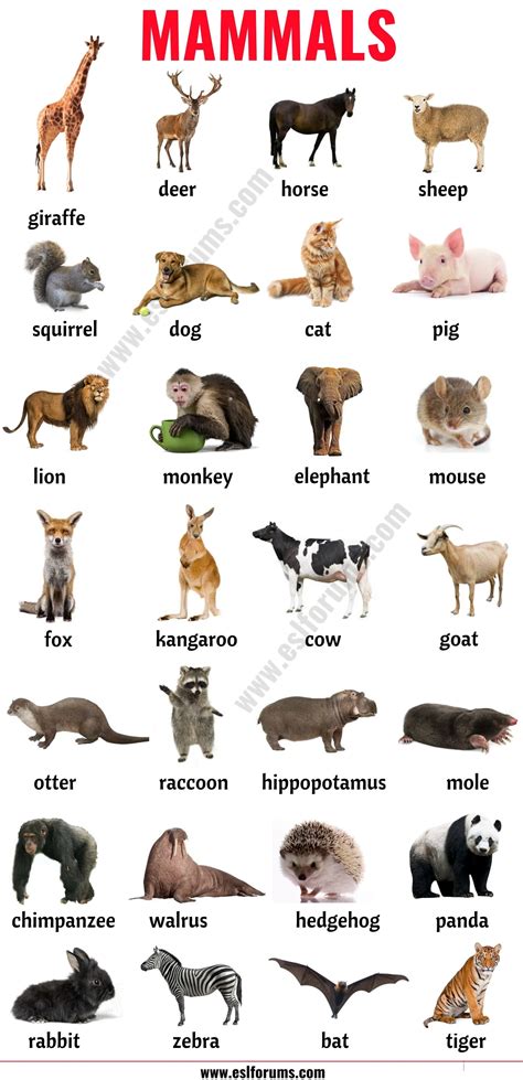List of Mammals in English - ESL Forums