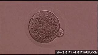 什么样的胚胎，才算优质胚胎?__凤凰网