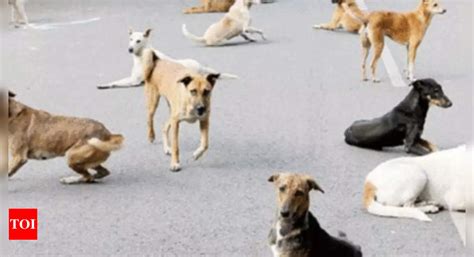 After boy's death in society, Noida plans stray dog policy | Noida News ...