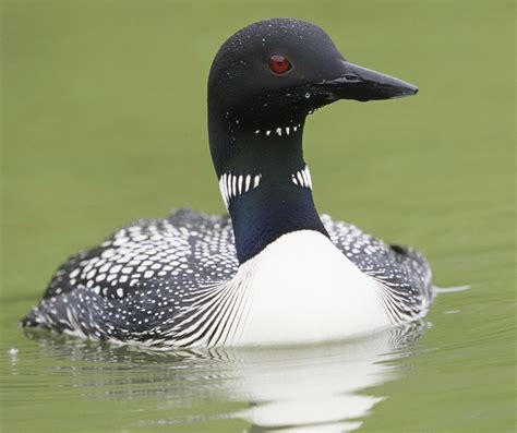 Free picture: gavia pacifica, loon