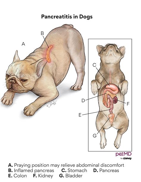 How Long Can a Dog Live With Pancreatitis And Diabetes: Insights - Diabetes Diet Life