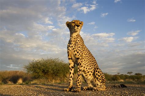 Cheetah vs leopard: what's the difference? - Discover Wildlife
