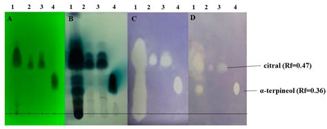 Antibacterial Effect of Lemongrass (Cymbopogon citratus) against the ...