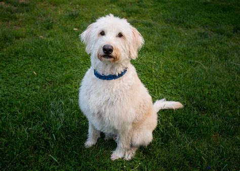 Image result for Labradoodle