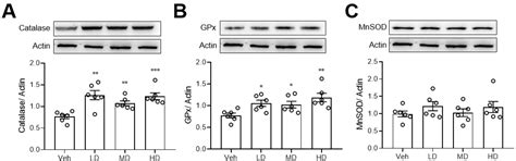Coral Hydrate, a Novel Antioxidant, Improves Alcohol Intoxication in Mice
