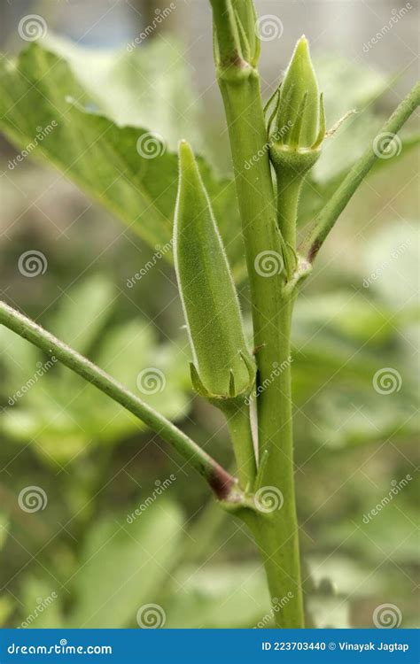 Lady Fingers or Okra Vegetable on Plant in Farm in India Stock Photo ...