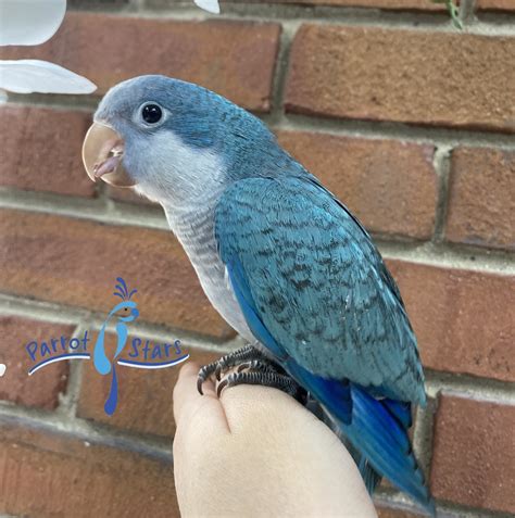 Quaker Parrot, Monk Parakeet For Sale