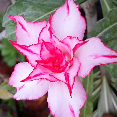 Grafted Adenium Code : 14 – Indian Gardens