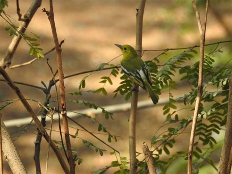 Common Iora (Aegethenia tiphia)