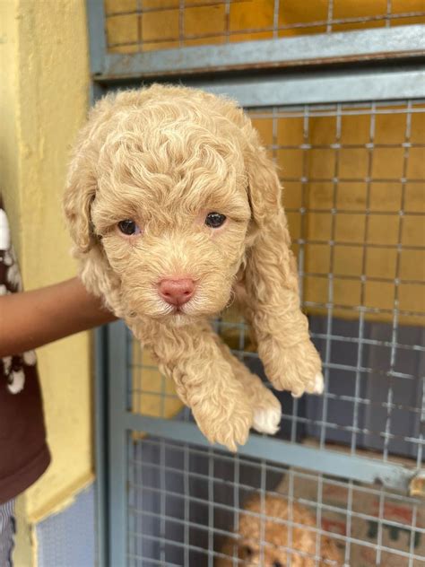 Poodle Price In Vizag - Best For Pets
