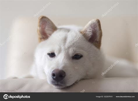 White Shiba Inu