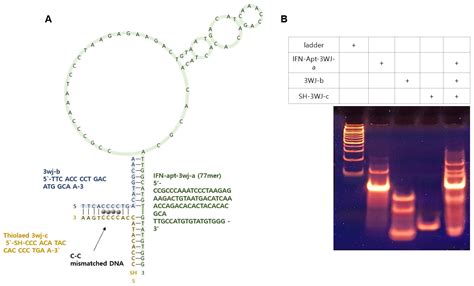 Fabrication of an Electrochemical Aptasensor Composed of ...