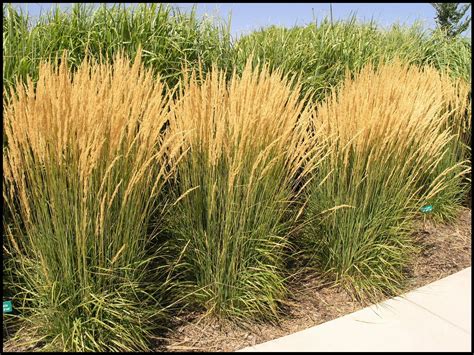 Feather Reed Grass Karl Foerster - YTXPJ