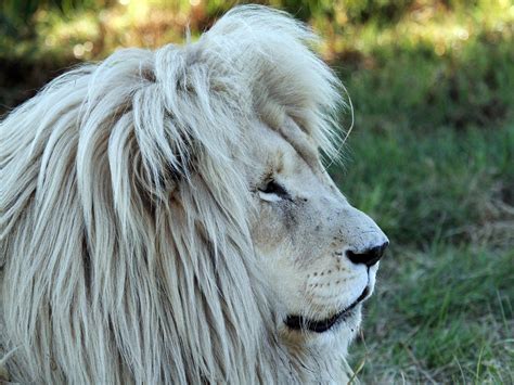 Male White Lion
