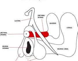 Remake Graphic based on example of Female and Male Anatomy pictures ...