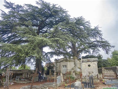 Libanonzedern auf Friedhof in Candé-sur-Beuvron