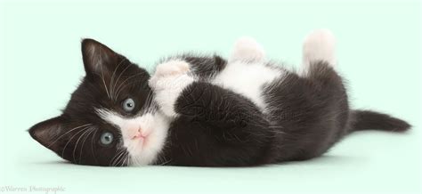 Cute Black And White Kitten