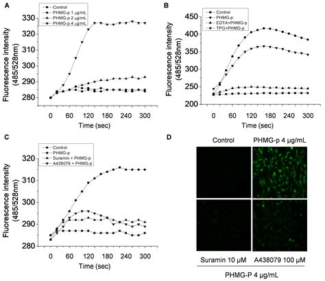 Polyhexamethylene Guanidine Phosphate Damages Tight Junctions and the F ...