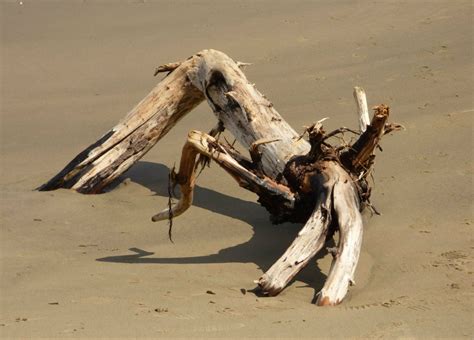 Driftwood - Posters by Nick Tucker | Buy Posters, Frames, Canvas ...