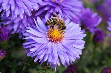 梦见蜜蜂蛰自己是什么预兆 - 吉名屋