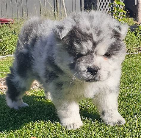 Chow Chow Puppies For Sale | Moriarty, NM #448682
